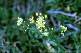 Attēlu rezultāti vaicājumam “Rorippa sylvestris leaf”