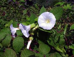 Attēlu rezultāti vaicājumam “Calystegia inflata flower”