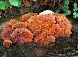 Attēlu rezultāti vaicājumam “Pycnoporellus fulgens”