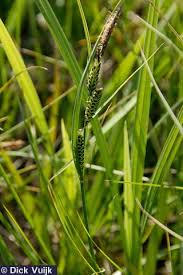Attēlu rezultāti vaicājumam “Carex nigra”