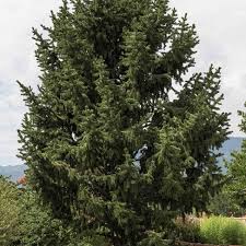 Attēlu rezultāti vaicājumam “Brachonyx pineti”