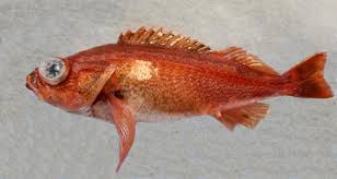 Image result for Sebastes