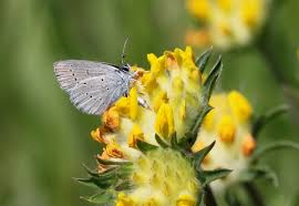 Attēlu rezultāti vaicājumam “Cupido minimus underside”