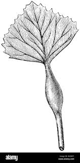 Attēlu rezultāti vaicājumam “Trapa natans leaf”