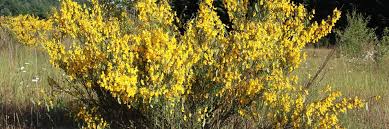 Attēlu rezultāti vaicājumam “Cytisus scoparius leaf”