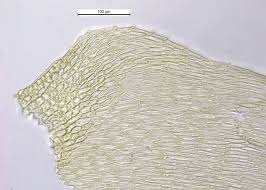 Attēlu rezultāti vaicājumam “Sciuro-hypnum”