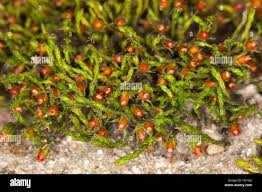 Attēlu rezultāti vaicājumam “Schistidium apocarpum”