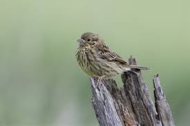 Attēlu rezultāti vaicājumam “Emberiza citrinella juvenile”