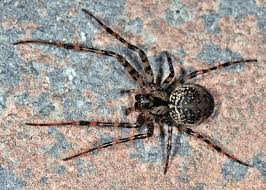 Attēlu rezultāti vaicājumam “Metellina merianae”