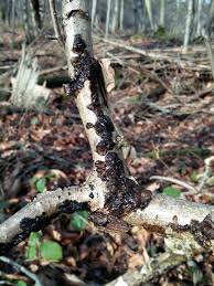 Attēlu rezultāti vaicājumam “Exidia repanda”