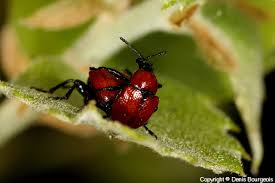 Attēlu rezultāti vaicājumam “Attelabus nitens”