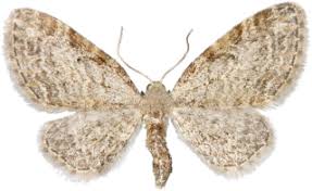 Attēlu rezultāti vaicājumam “Eupithecia tenuiata”