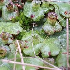 Attēlu rezultāti vaicājumam “Marchantia polymorpha”