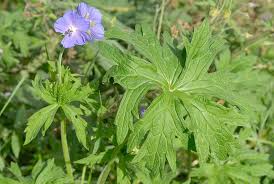 Attēlu rezultāti vaicājumam “Geranium pratense leaf”