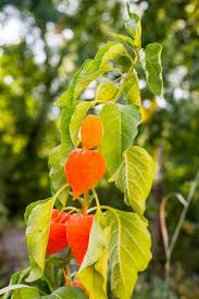 Attēlu rezultāti vaicājumam “Physalis alkekengi leaf”
