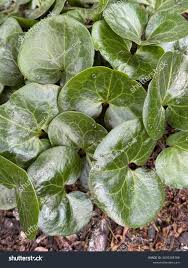 Attēlu rezultāti vaicājumam “Asarum europaeum”