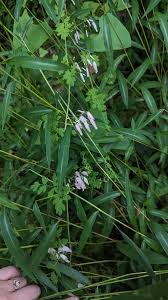 Image result for Adlumia cirrhosa