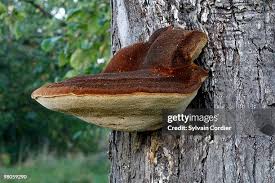 Attēlu rezultāti vaicājumam “Polyporus”