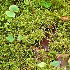 Attēlu rezultāti vaicājumam “Hylocomiastrum umbratum”