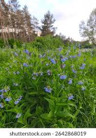 Attēlu rezultāti vaicājumam “Symphytum asperum leaf”
