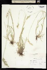 Attēlu rezultāti vaicājumam “Bromus hordeaceus subsp. hordaceus”