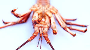 Image result for Maja brachydactyla