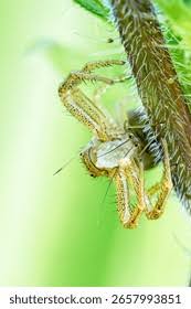 Attēlu rezultāti vaicājumam “Xysticus ulmi”