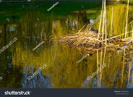 Attēlu rezultāti vaicājumam “Fulica atra eggs”