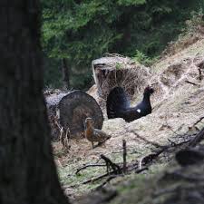 Attēlu rezultāti vaicājumam “Tetrao urogallus female”