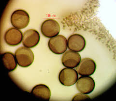 Attēlu rezultāti vaicājumam “Licea pusilla”