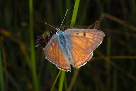 Attēlu rezultāti vaicājumam “Lycaena alciphron male”