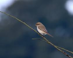 Image result for Lanius isabellinus