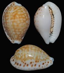 Attēlu rezultāti vaicājumam “Cribraria oregana”