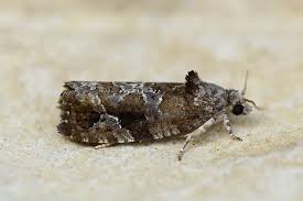 Attēlu rezultāti vaicājumam “Eudemis porphyrana”