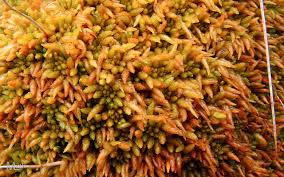 Attēlu rezultāti vaicājumam “Sphagnum austinii”