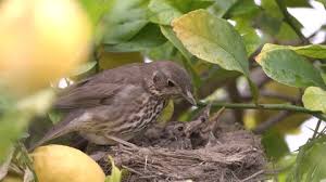 Attēlu rezultāti vaicājumam “Turdus philomelos nest”