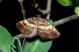 Attēlu rezultāti vaicājumam “Earophila badiata”