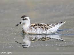 Attēlu rezultāti vaicājumam “Phalaropus lobatus”