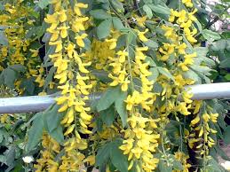 Image result for Laburnum anagyroides