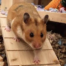 Image result for хомяк