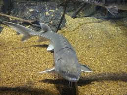 Image result for Acipenser oxyrinchus