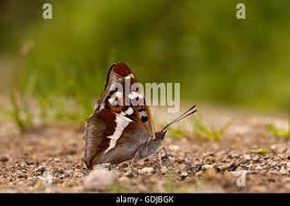 Attēlu rezultāti vaicājumam “Apatura iris underside”
