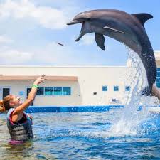 Image result for Adventure Dolphin