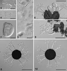 Attēlu rezultāti vaicājumam “Erysiphe galeopsidis”