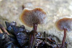 Attēlu rezultāti vaicājumam “Auriscalpium vulgare”