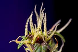 Attēlu rezultāti vaicājumam “Hieracium murorum bud”