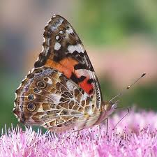 Attēlu rezultāti vaicājumam “Vanessa cardui”