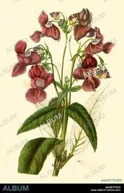 Attēlu rezultāti vaicājumam “Impatiens glandulifera”