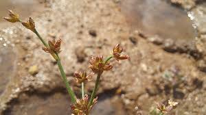 Attēlu rezultāti vaicājumam “Juncus articulatus”