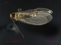 Attēlu rezultāti vaicājumam “Chrysopidae”